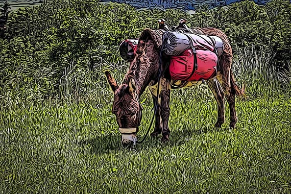 Webmuli Arbeitstier für das Web